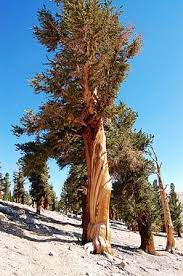 Foxtail Pine, Southern Foxtail Pine