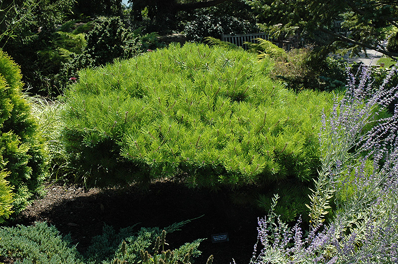 Japanese Red Pine Low Glow