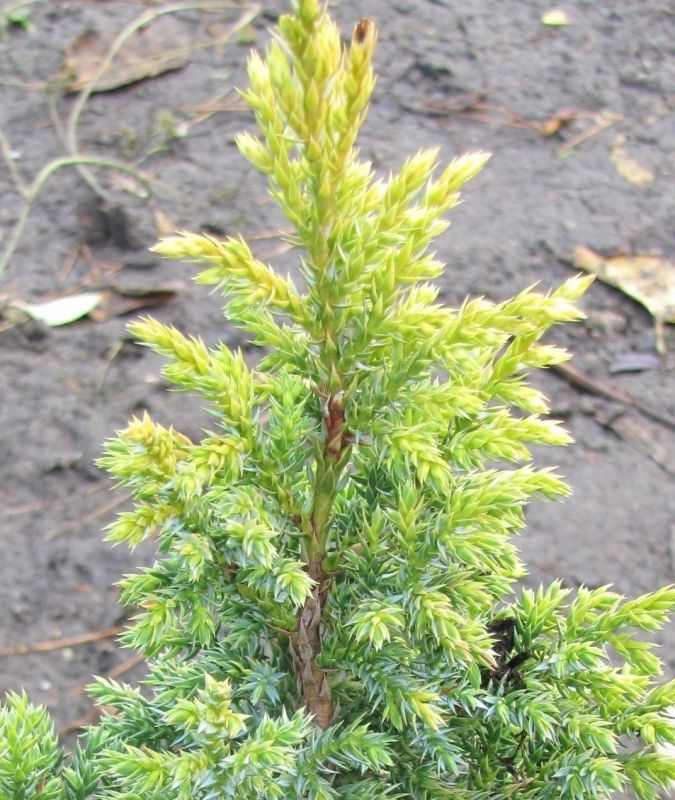 Ping Juniper Hulsdonk Yellow
