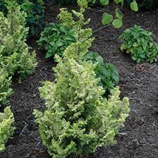Hinoki False Cypress Lucas