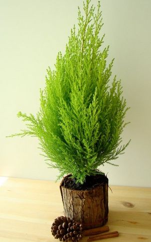 Cupressus, Leyland Cypress Navidad