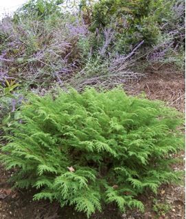 Siberian Carpet Cypress, Russian Carpet Cypress Fuzzball