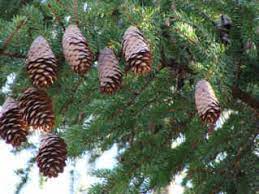 Tiger Tail Spruce