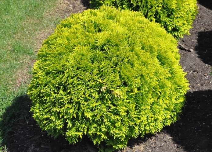 White Cedar, Eastern Arborvitae, American Arborvitae Mirjam