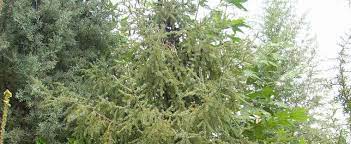 Black Spruce Doumetii