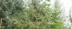 Black Spruce 'Doumetii'