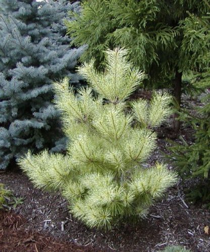 Japanese Red Pine Golden Ghost