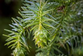 China-fir