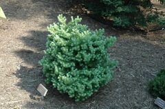 Japanese Larch 'Blue Dwarf'