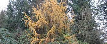 Sikkim Larch