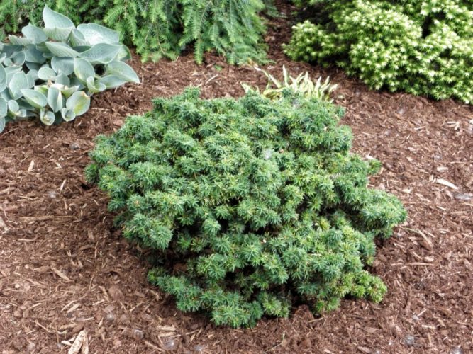 Canadian Hemlock, Eastern Hemlock Minuta
