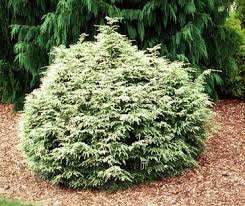 Canadian Hemlock, Eastern Hemlock Gentsch Dwarf Globe