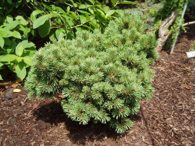 Dwarf Blue Scots Pine, European Redwood, Scotch Pine Jeremy