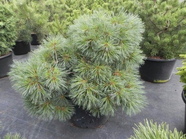 Eastern White Pine Excitation