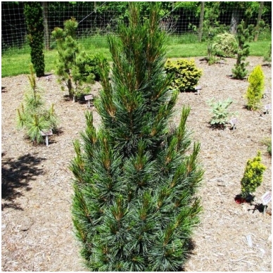 Swiss Stone Pine, Arolla Pine Fastigiata