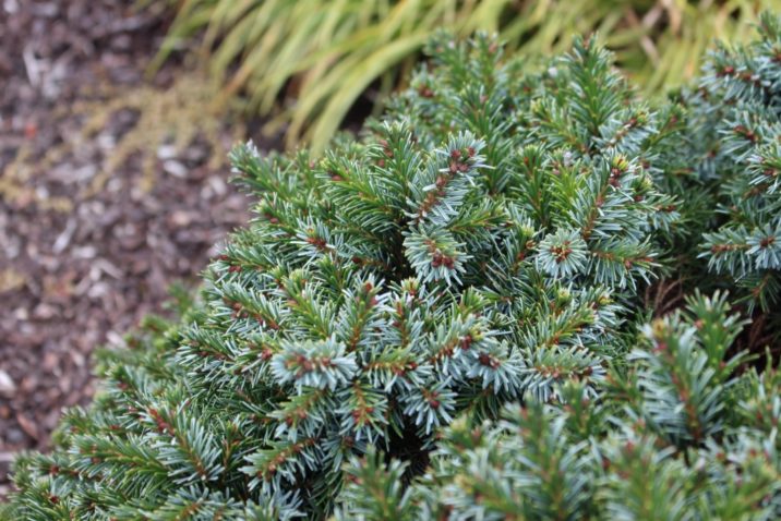 Serbian Spruce Froendenberg