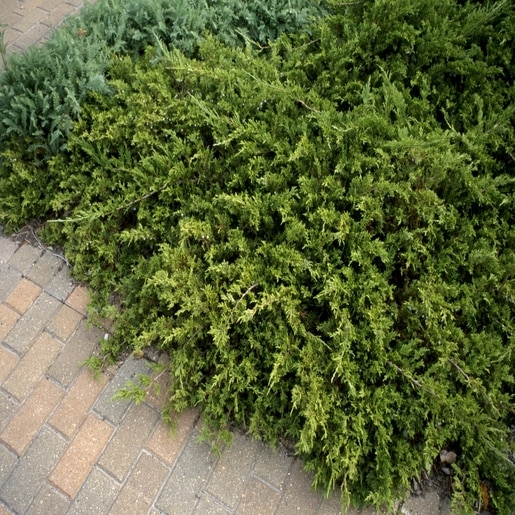 Japanese Larch Jacobsens Pyramid