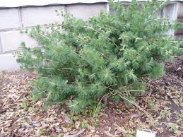 European Larch Lanark