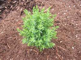Common Juniper Little Pyramid
