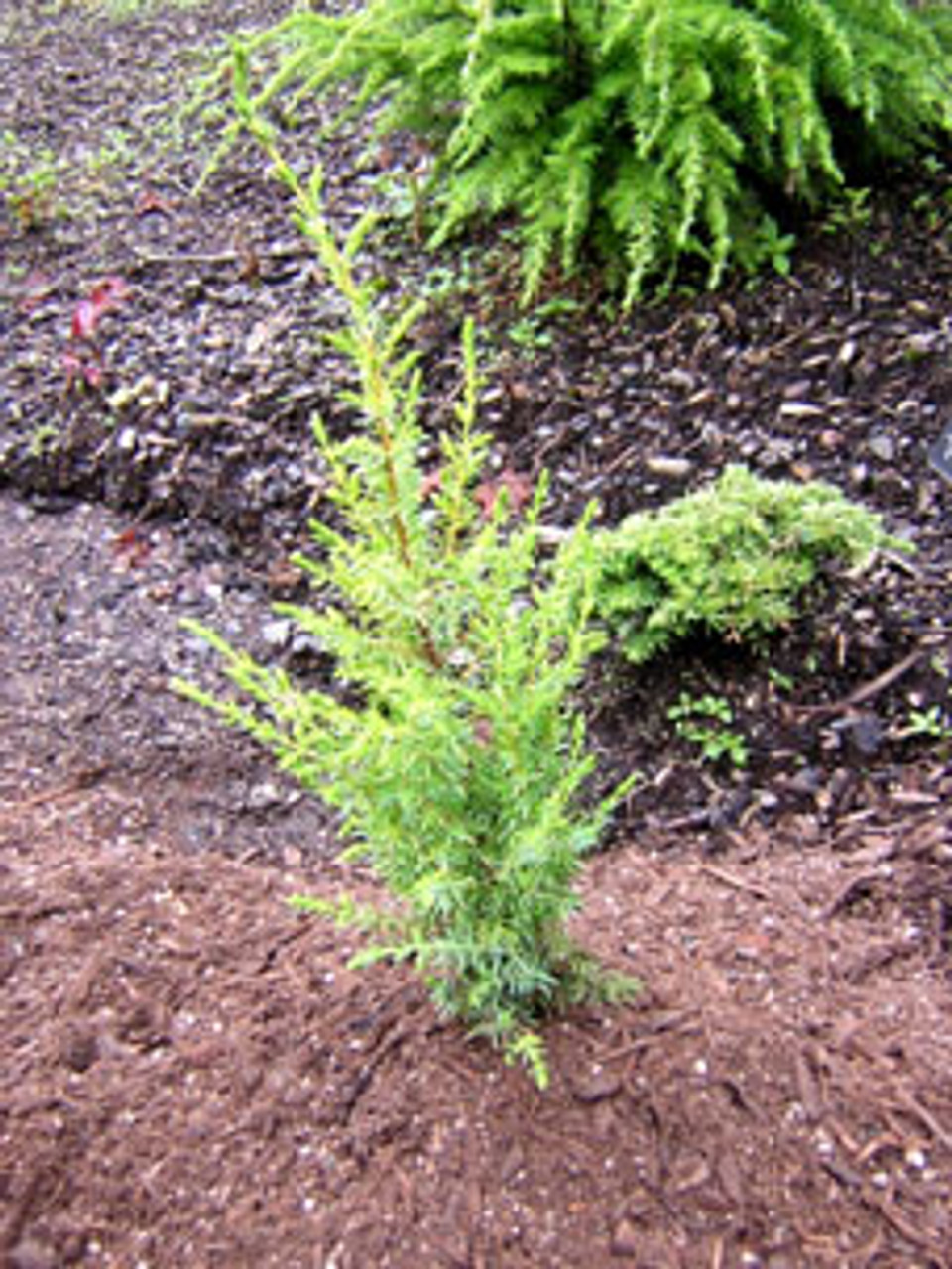 Common Juniper Lemon Spire
