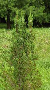 Atlantic White Cedar Meth Dwarf