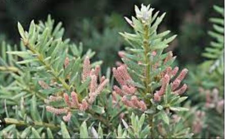 Needle-leaved Totara
