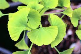 Ginkgo, Maidenhair Tree Beijing Gold