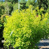 Ginkgo, Maidenhair Tree Broom With Tubes