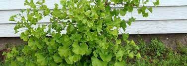 Ginkgo, Maidenhair Tree Jehoshaphat