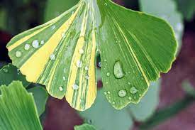 Ginkgo, Maidenhair Tree Sunstream