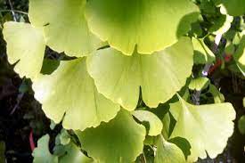 Ginkgo, Maidenhair Tree Girards Spreader