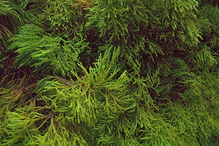 Dacrydium Species