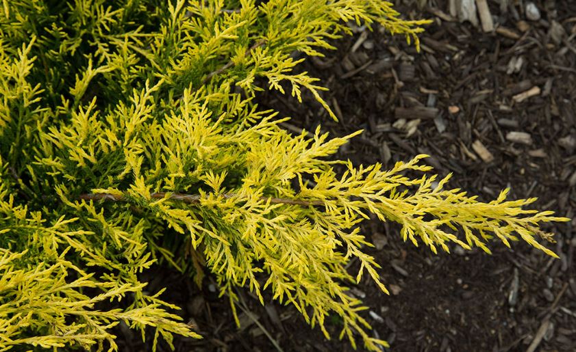 Chinese Juniper Lemon Pfizz