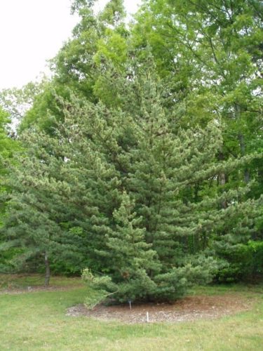 Japanese White Pine Venus