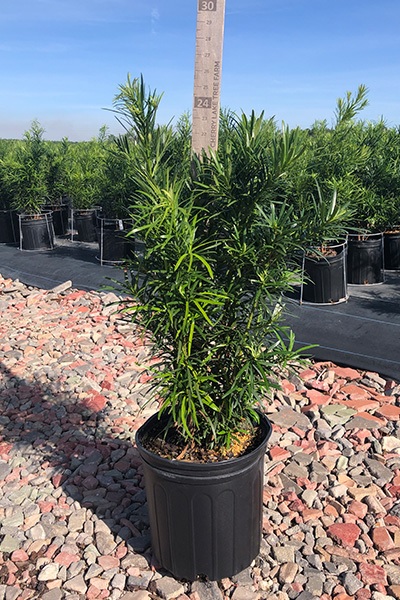 Podocarpus