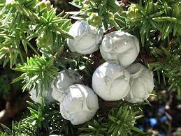 Syrian Juniper