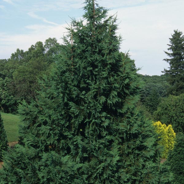 Alaska Cedar, Nootka False Cypress, Nootka Cypress Glauca