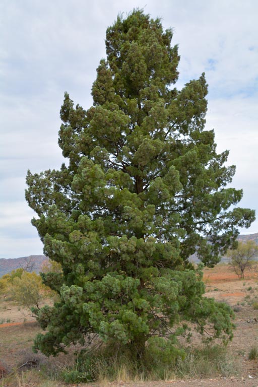 Coastal Cypress-pine