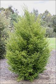 Prumnopitys Species, Mount Spurgeon Pine