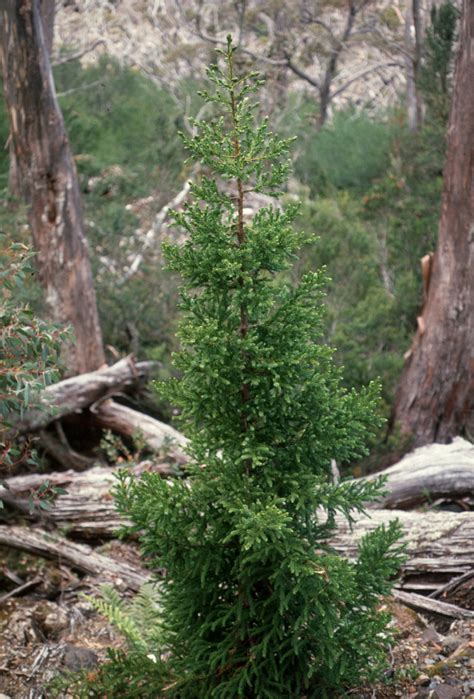 King Billy Pine