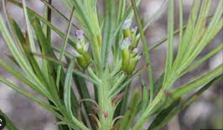 Emu Plum, Wild Plum, Emu Bush