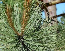 Durango Pine, Ocote