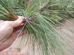 Mexican Mountain Pine, Hartwegs Pine