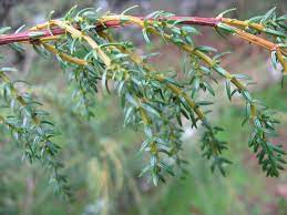 Azores Juniper