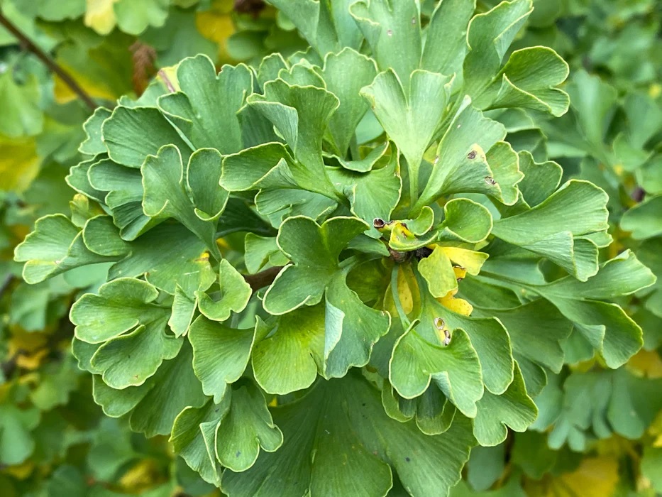 Ginkgo, Maidenhair Tree Bernheim Broom
