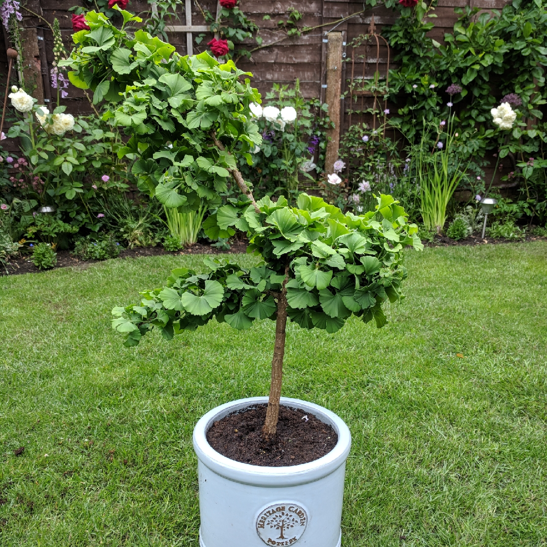 Ginkgo, Maidenhair Tree Troll