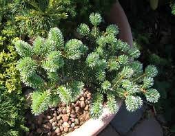 Korean Fir Blaue Zwo