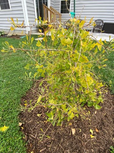 Ginkgo, Maidenhair Tree Weeping Wonder