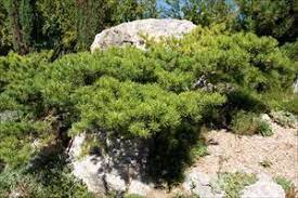 Dwarf Jack Pine Schoodic