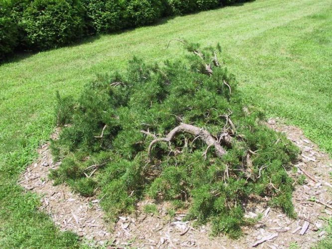 Dwarf Jack Pine Uncle Fogy